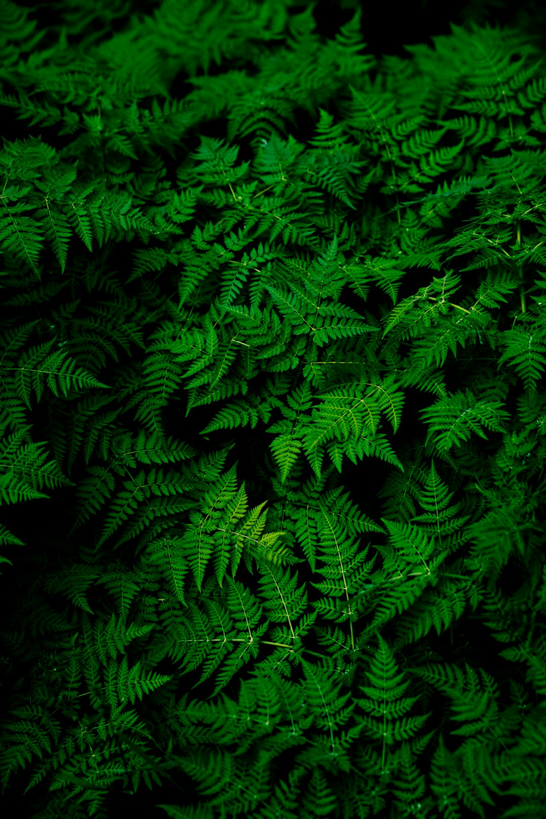 Unlock the Secrets: Understanding Plant-Based Extracts for Skin Healing