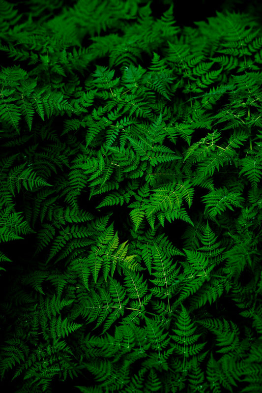 Unlock the Secrets: Understanding Plant-Based Extracts for Skin Healing